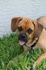 In Memory of Pet Puggle